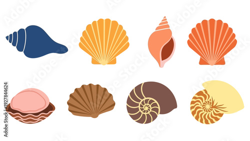 Collection of colorful and varied seashell illustrations perfect for summer and ocean themes