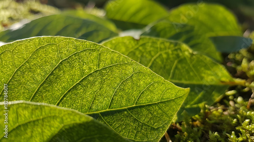 Hojas verdes textura naturaleza detalles botanicos