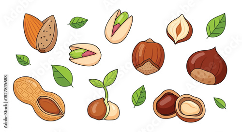 A vibrant collection of various nuts and seeds, including almonds, pistachios, hazelnuts, chestnuts, and peanuts, artfully arranged with green leaves.