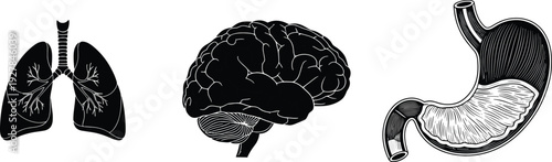 Human internal organs icon set showing lungs brain and stomach anatomy in black silhouette medical illustration for healthcare education and science design