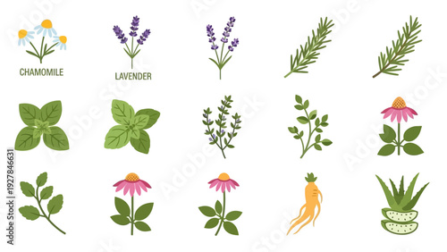 Collection of Herbal Remedies and Medicinal Plants for Health and Wellness