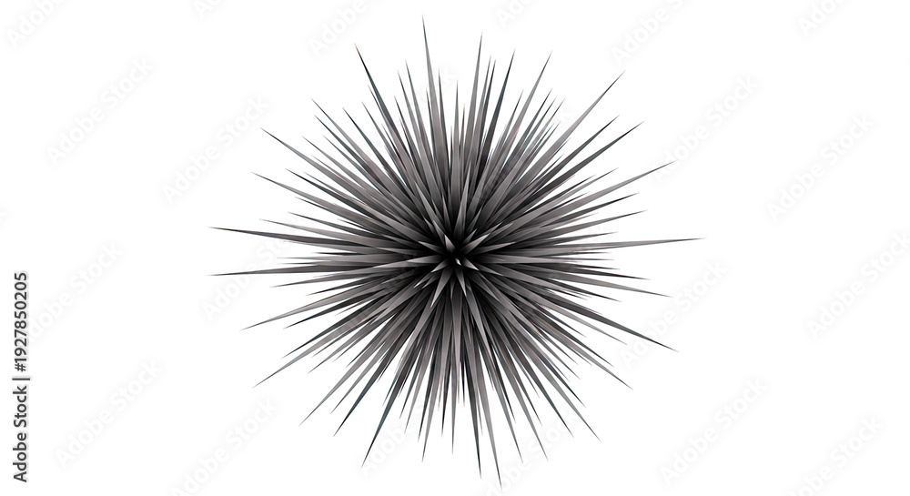 Obraz premium Black Starburst Plant