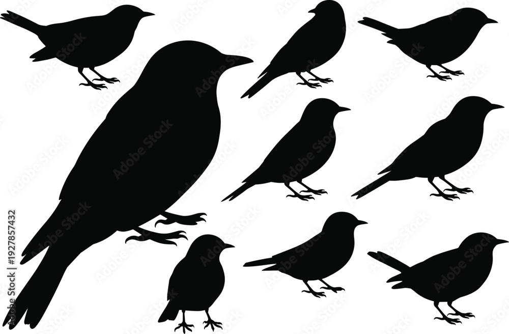 Fototapeta premium Songbird silhouette collection, garden bird perching poses, spring wildlife graphics, avian nature icons, cad drawing flat vector illustration, black sparrow shapes, wild birds.