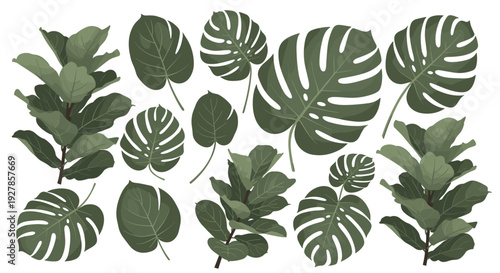 A beautiful collection of lush green tropical monstera and fiddle leaf fig plant leaves arranged in a vibrant botanical composition