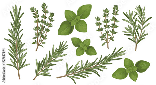 Fresh culinary herbs rosemary thyme and basil sprigs arranged artfully on a clean white background for cooking and gastronomy