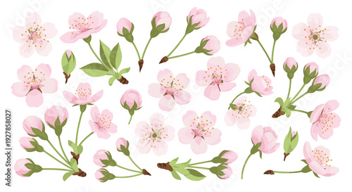 Delicate pink cherry blossom flowers and buds on branches isolated on white background for spring floral design elements