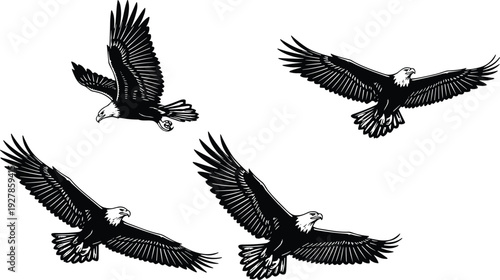 Detailed bald eagle flying illustrations set isolated on white background vintage engraving style vector showing powerful wingspan wildlife predator bird in motion