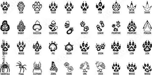 Animal paw and wildlife footprint icons collection, black engraved style track symbols labeled by species isolated on white background vector illustration set