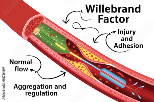 Diagram illustrating Willebrand Factor's role in blood vessel injury and aggregation.