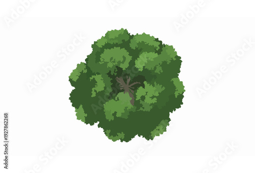 Top View Large Green Tree Canopy Vector Illustration Isolated on White Background
