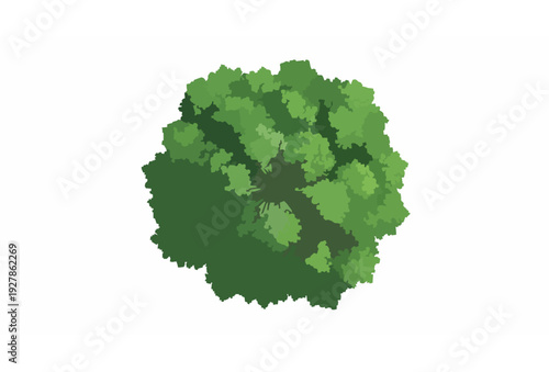 Top View Large Green Tree Canopy Vector Illustration Isolated on White Background
