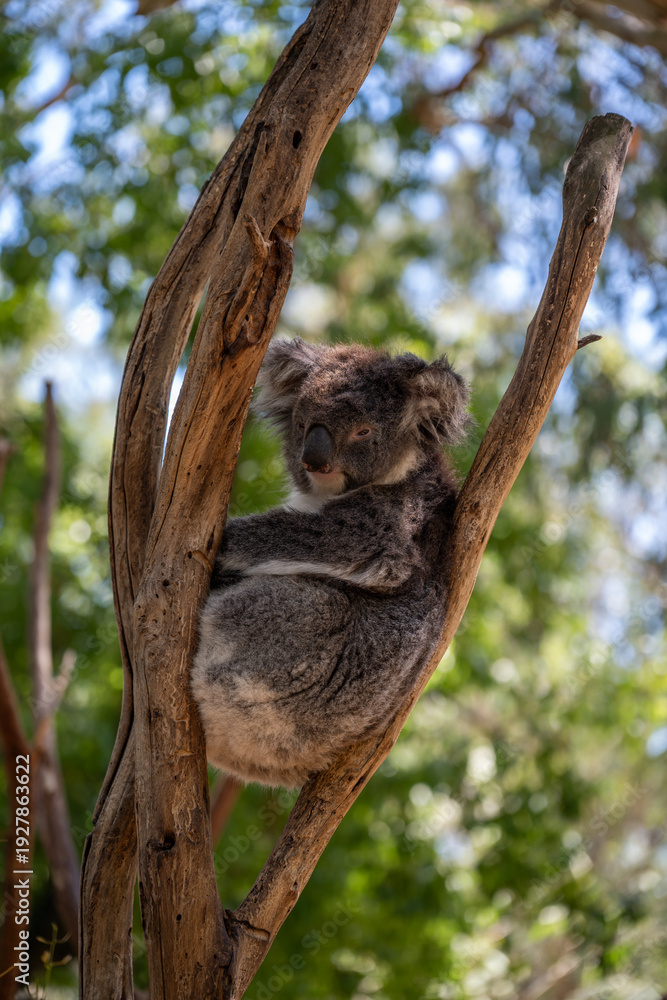 Obraz premium Koala