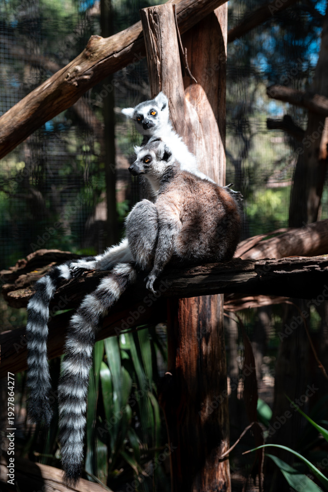 Obraz premium Ring-tailed Lemur
