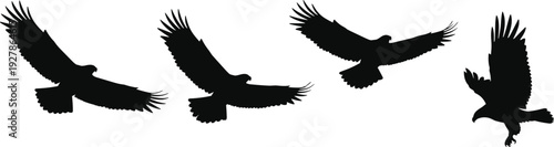 Set of flying eagle silhouettes isolated on white background detailed bird of prey vector illustration showing different wing positions and hunting poses