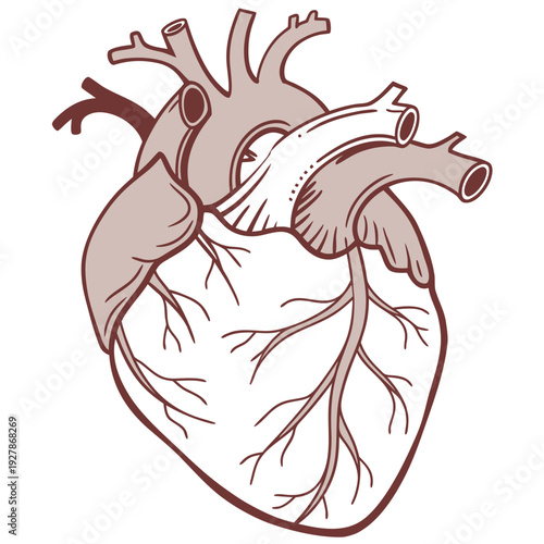 A drawing of a human heart with its chambers and blood vessels