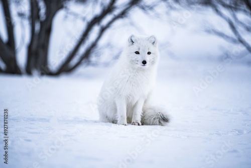 arctic fox in the snow