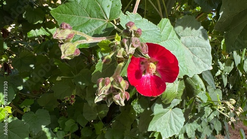 Vibrant Red Flower in Lush Greenery: A striking close-up of a blooming red flower, surrounded by rich, textured green leaves. capturing the essence of natural beauty.