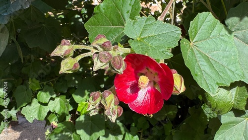 Vibrant Hollyhock in Bloom: A stunning red hollyhock flower bursts into life, its intricate petals radiating beauty amidst lush greenery, embodying the essence of summer.