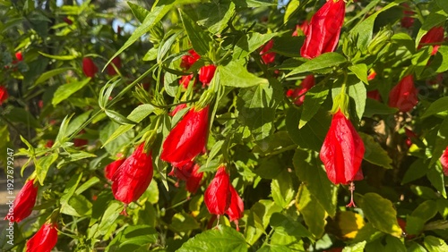 Vibrant Red Flowers and Greenery: Close-up of bright red flowers bloom, surrounded by lush green foliage, basking in sunlight.