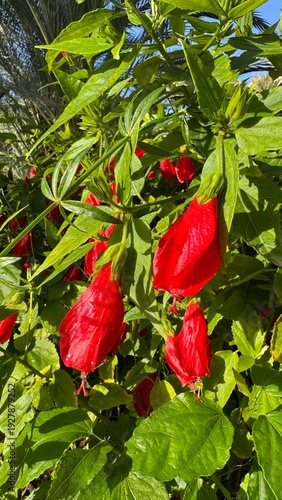 Red Tropical Hibiscus Blossom : Capturing the captivating beauty of red hibiscus blossoms amidst vibrant green foliage, the image embodies the essence of exotic elegance and natural beauty.