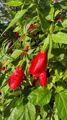 Radiant Red Hibiscus Bloom: A close-up view unveils a cluster of vibrant red hibiscus flowers.