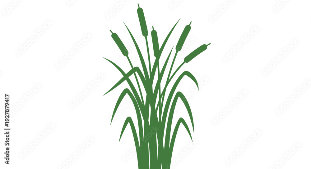 Fototapeta premium Green Cattail Plant with Bullets Isolated.