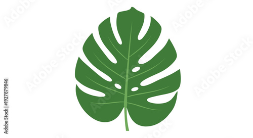 Single Green Monstera Leaf with Holes.