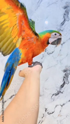 Vibrant parrot perched on hand against marble background