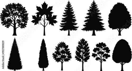Various tree silhouettes including maple and pine isolated on white background, black vector illustration set of deciduous and conifer trees for landscape design