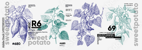 Illustration featuring detailed botanical drawings of sweet potato plants with vines and leaves. The design incorporates typography elements, creating a modern aesthetic.
