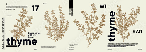 Illustration of thyme sprigs with intricate detailing, showcasing tiny leaves and stems. The design features a vintage aesthetic, perfect for culinary or botanical themes.