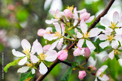 Wallpaper Mural Branches of an apple tree with green leaves and white pink flowers under drops of dew are on blurry green background, macro photo with selective focus,  Malus Sylvestris Torontodigital.ca