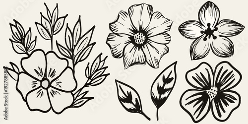 Detailed black and white botanical illustration showcasing several flowers and delicate leaf arrangements