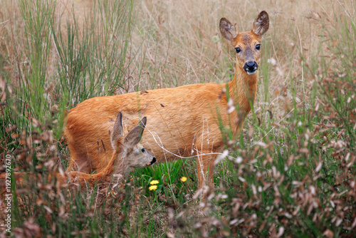 deer stand quietly in a lush