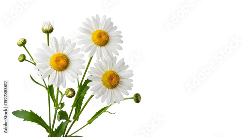 Wallpaper Mural Fresh White Daisies Buds Isolated On Black With Copy Space Torontodigital.ca
