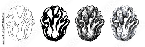 Set of four mushroom illustrations in different artistic styles including simple line art, a solid silhouette, detailed engraving, and classic stippling for botanical design