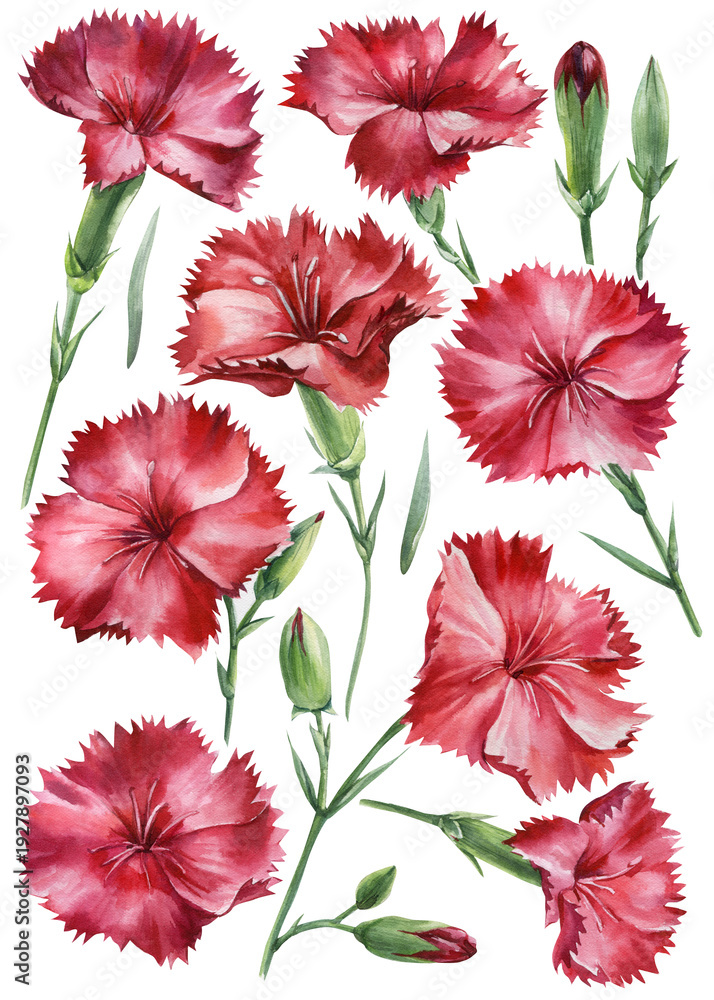 Fototapeta premium Red carnation flowers watercolor set with ruffled petals green stems and buds isolated on white background