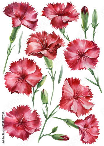 Red carnation flowers watercolor set with ruffled petals green stems and buds isolated on white background