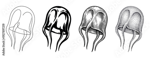 Set of four box jellyfish illustrations showing different artistic styles from simple line art and silhouette to detailed engraving and stippling