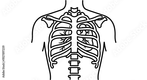 Human Rib Cage and Heart Anatomy Illustration - Medical Line Art
