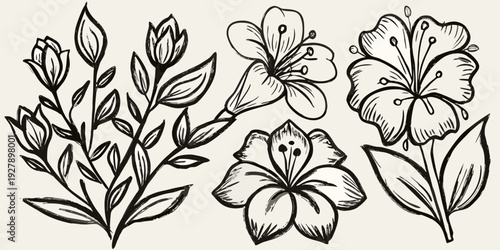 Detailed black and white botanical illustration featuring various flowers and leafy stems