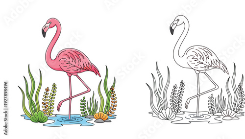 Cute pink flamingo bird coloring page and colored vector illustration. Tropical animal line art design for kids activity book with water plants and shells.