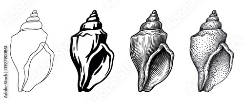 Four distinct black and white conch shell illustrations showcase varying artistic styles, including minimalist line art, bold graphic, detailed engraving, and intricate stippling