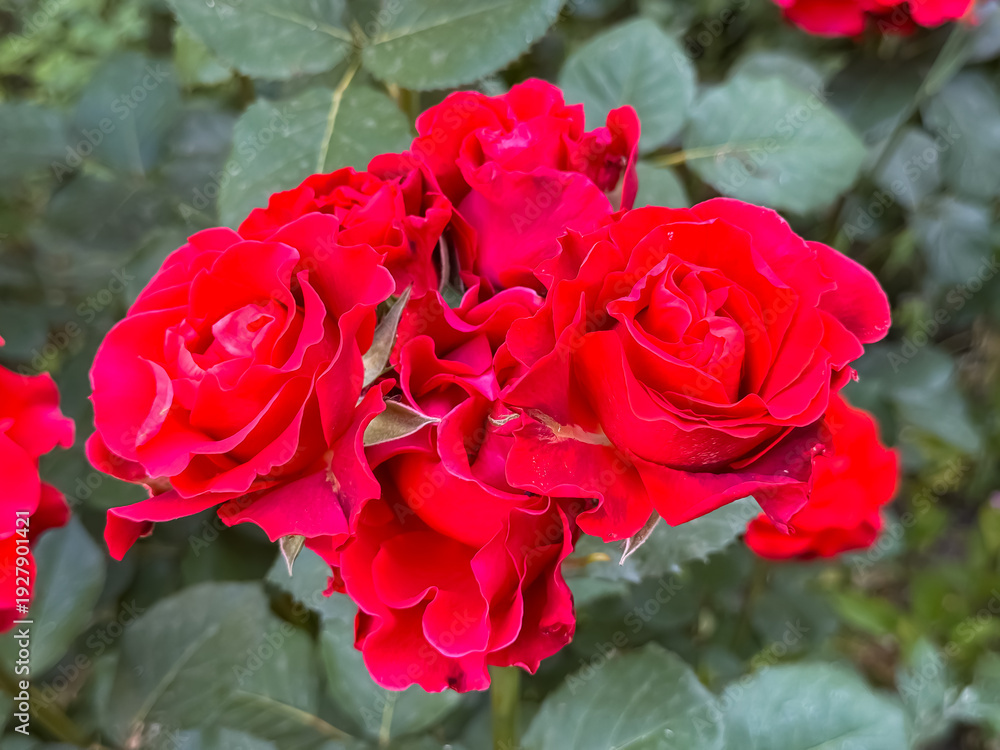 Fototapeta premium Vibrant red roses blooming in cluster with green foliage in garden setting