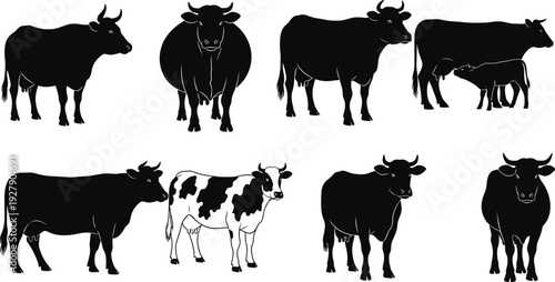 Collection of cow silhouettes in various poses, farm animal vector set, cattle illustration, isolated black design elements for agriculture themes