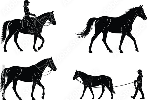 Silhouettes of horses with rider and trainer, demonstrating horseback riding, walking horses, equestrian training and animal movement for farm, ranch, sport and outdoor lifestyle themes.