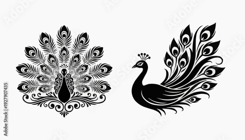 peacock feather vector illustration