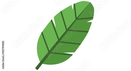 Green Leaf Illustration Design.