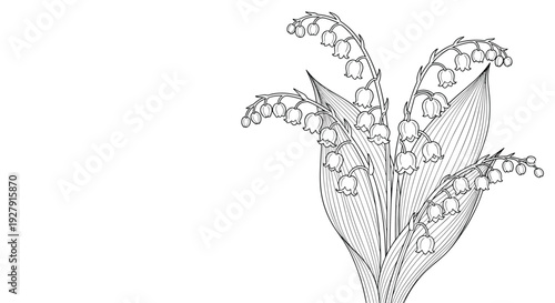 A detailed black and white line art illustration of a bouquet of lily of the valley flowers on a white background with ample copy space.