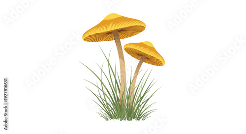 A detailed illustration of two yellow mushrooms growing in a patch of green grass, isolated on a clean white background for design.